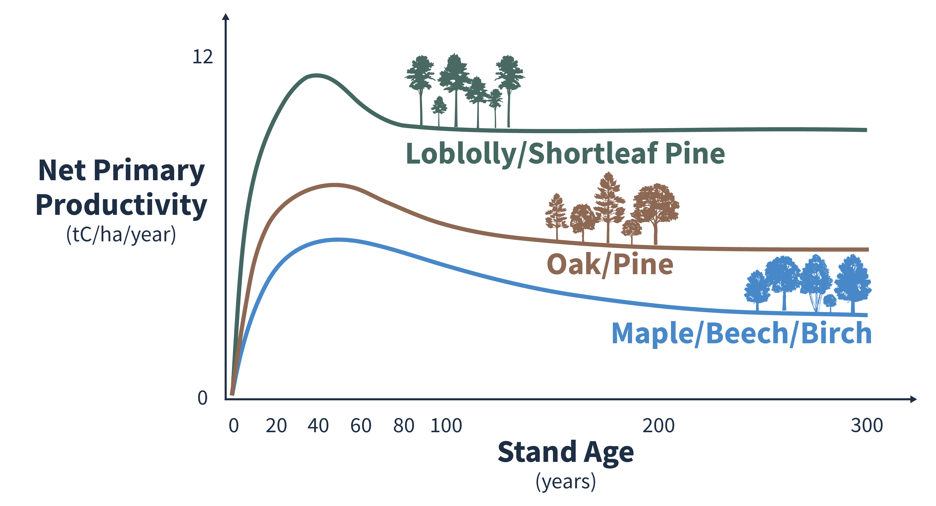 Line graph of example forest species compositions plotted by stand age in years on the x-axis and net primary productivity in tonnes of carbon per hectare per year on the y-axis. Loblolly/shortleaf pine forests have the highest net primary productivity, then oak/pine, then maple/beech/birch forests. All forests peak within the first 60-80 years before leveling out for productivity.
