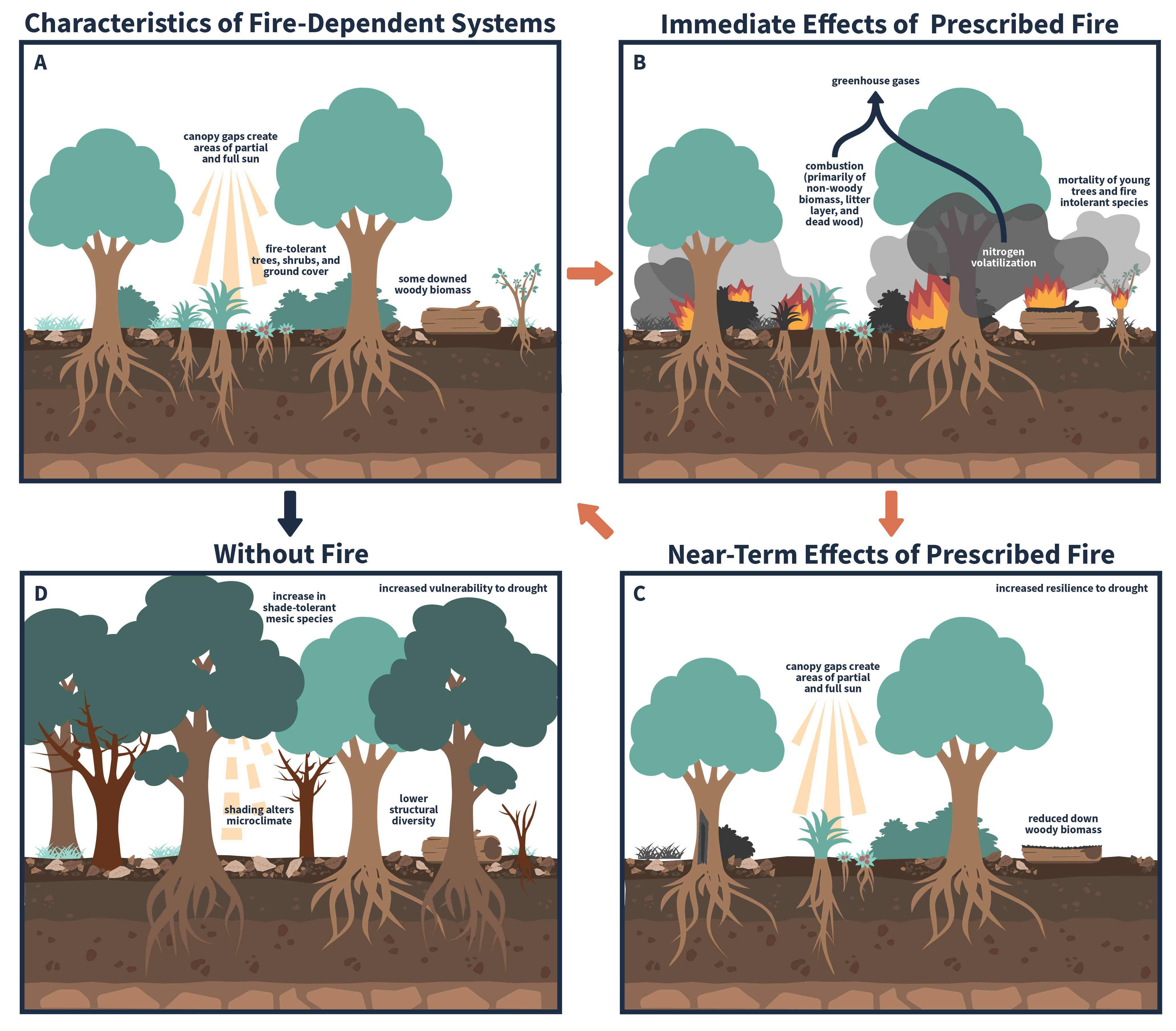 Illustration of fire-dependent systems with and without prescribed fire. Panel A shows characteristics of fire-dependent systems such as canopy gaps create areas of partial and full sun, fire-tolerant trees, shrubs, and ground cover, and some downed woody biomass. Panel B shows the immediate effects of prescribed fire such as combustion of non-woodby biomass, litter layer and dead wood, and nitrogen volatilization leading to greenhouse gases released into the amosphere and the mortality of young trees and fire intolerant species. Panel C shows the near-term effects of prescribed fire such as increased resilience to drought, canopy gaps create areas of partial and full sun and reduced down woody biomass. Panel D shows the system without fire with increased vulnerability to drought, increase in shade-tolerant mesic species, shading alters microclimate, and lower structural diversity.