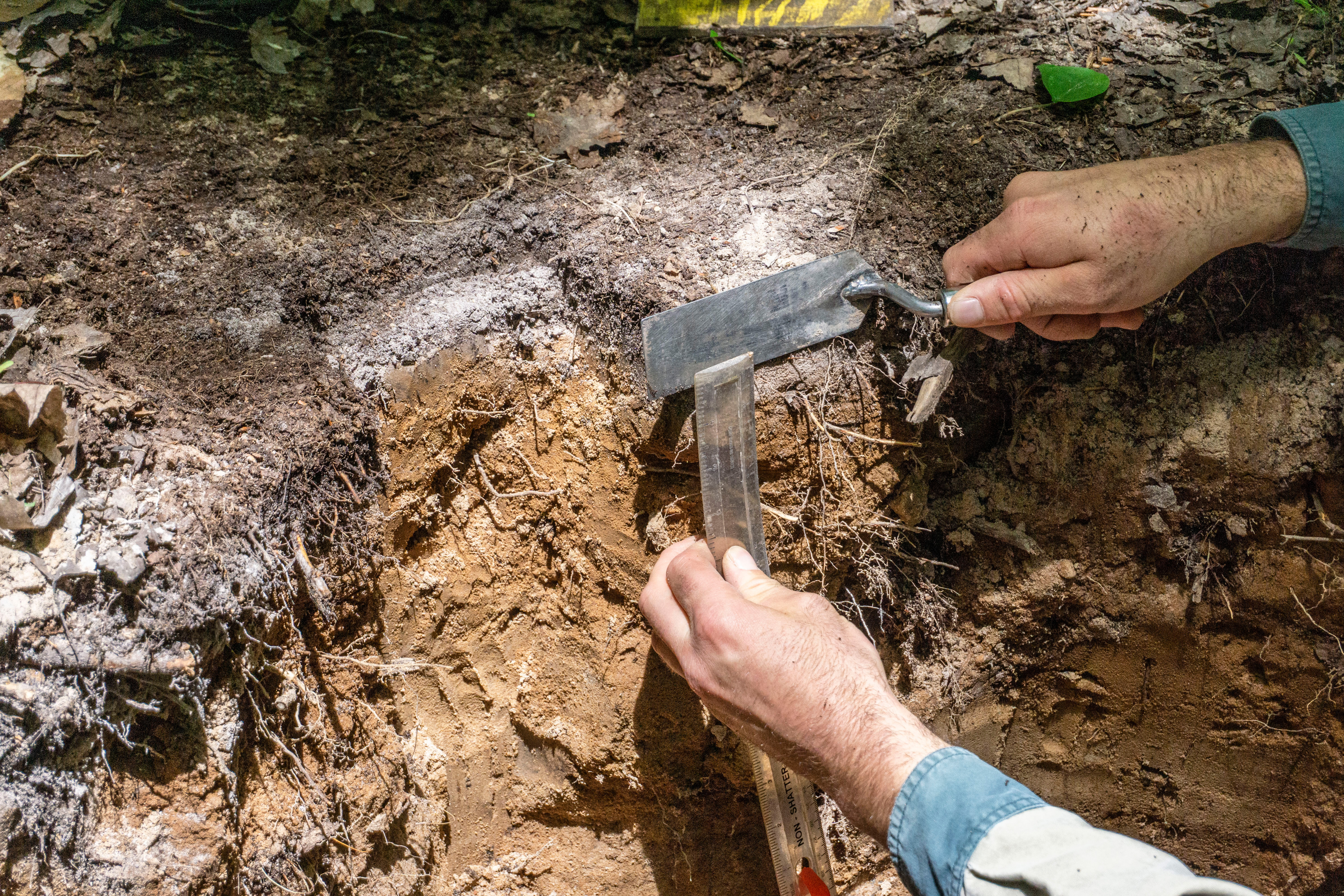 A person measuring soil horizions with a metal tool and a clear ruler.