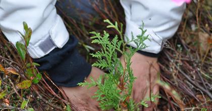 Hands planting a cedar tree