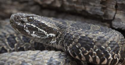 Eastern massasauga rattlesnake
