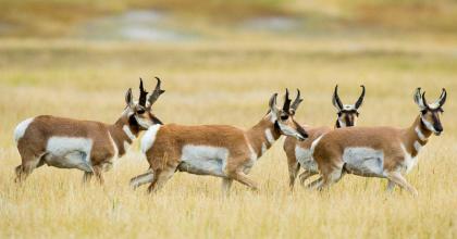Pronghorn on the move. 