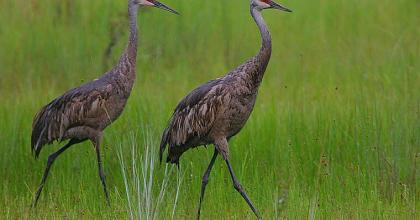 Sandhill cranes.