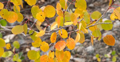 Aspen Leaves 