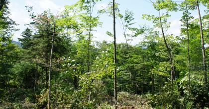 a managed northern hardwood forest