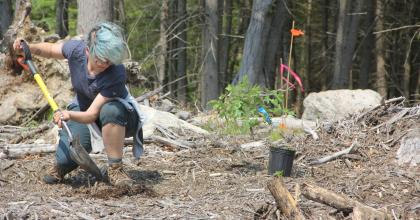 A person with blue hair and glasses planting an oak tree following a harvest at Hoffman Evergreen Preserve