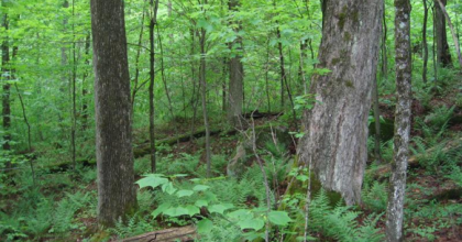 Northern hardwoods