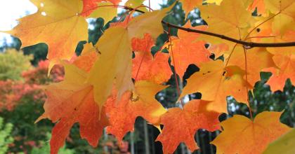 sugar maple leaves in fall
