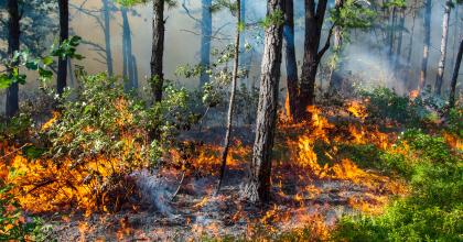Prescribed fire moving across forest floor