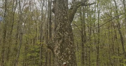 A large legacy tree on the property