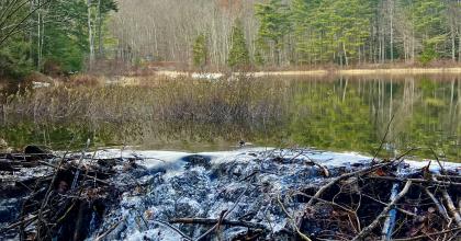 View of Willard Pond