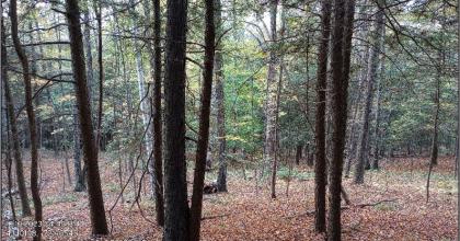 Young hemlock-mixed woods in the Skofield Forest