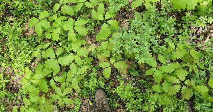 Oak regeneration on site