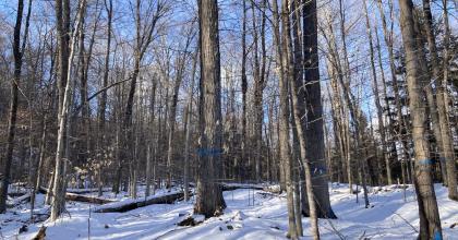 Thinning from below with group selection in Northern Hardwoods Marked trees in a hardwood forest stand in the winter