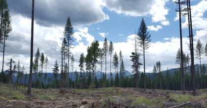 Flathead National Forest clearing. Photo Credit: Justin Crotteau, USDA Forest Service Rocky Mountain Research Station.