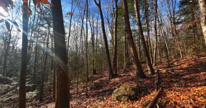 Oak forest stand