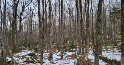 Mature ash trees that are marked to leave to promote a seed source for ash recruitment.