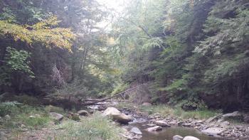 A rocky forest stream