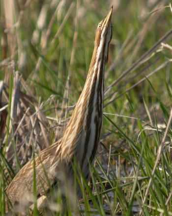 Closeup of American bittern in vegetation