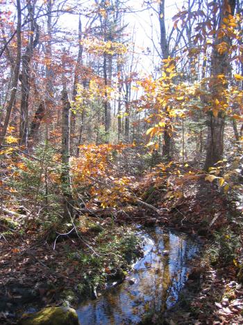 Fall at Notchview Reservation. Photo courtesy Julie Richburg.