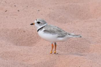Piping plover on Lake Superior coastline
