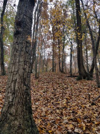 upland oaks
