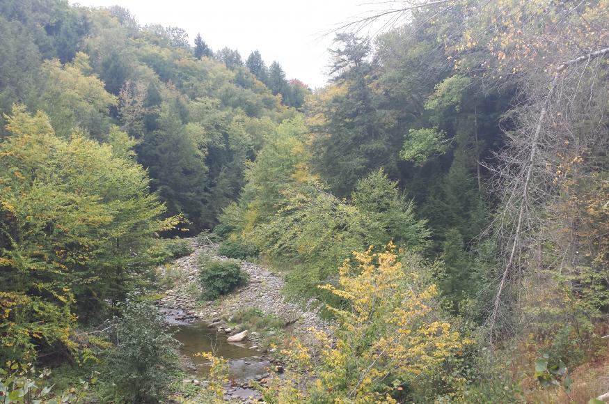 A stream running through a forest.