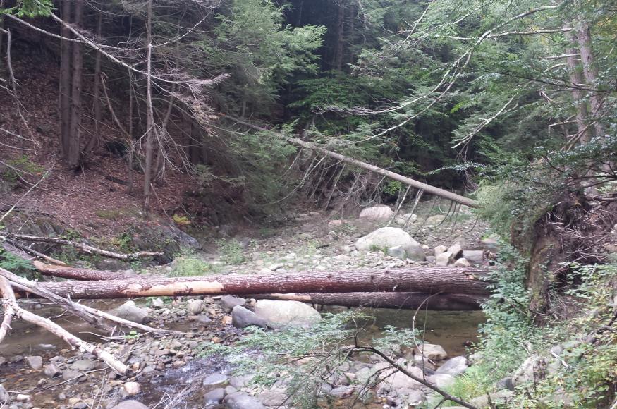 A rocky stream in a forest.
