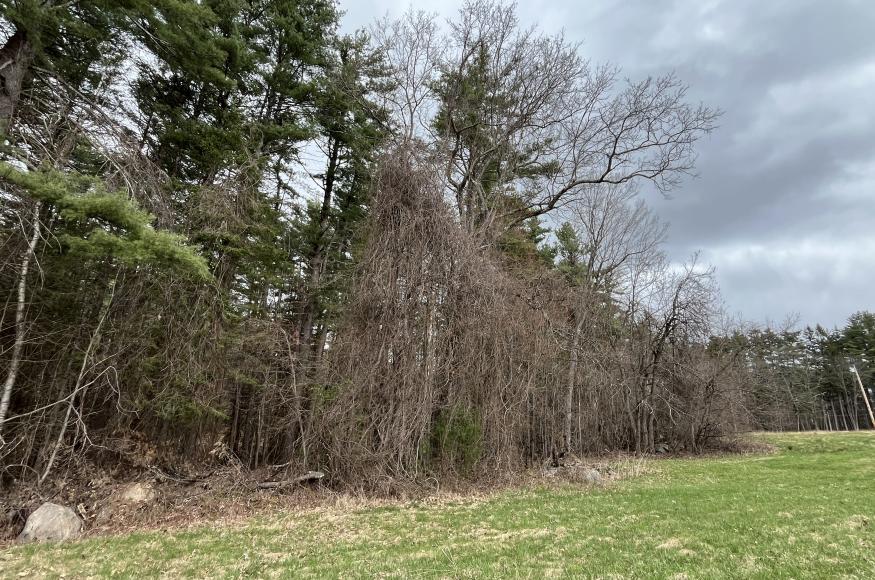 Physical and chemical treatment to be implemented for control and mitigation of invasive species (bittersweet).