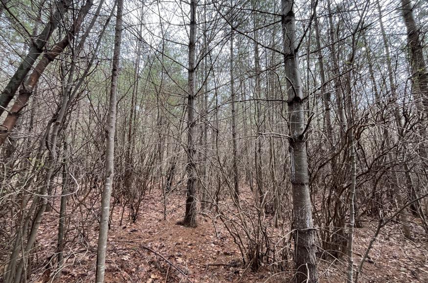 Patch cuts will re-initiate succession and encourage native regeneration.