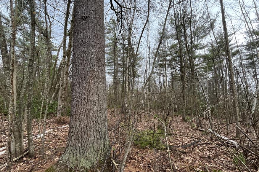 Trees of site-comparatively large diameter will be retained during harvest for habitat and regeneration.