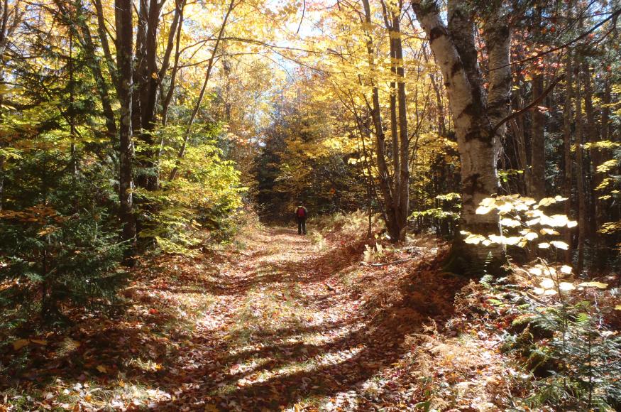 a trail in the woods