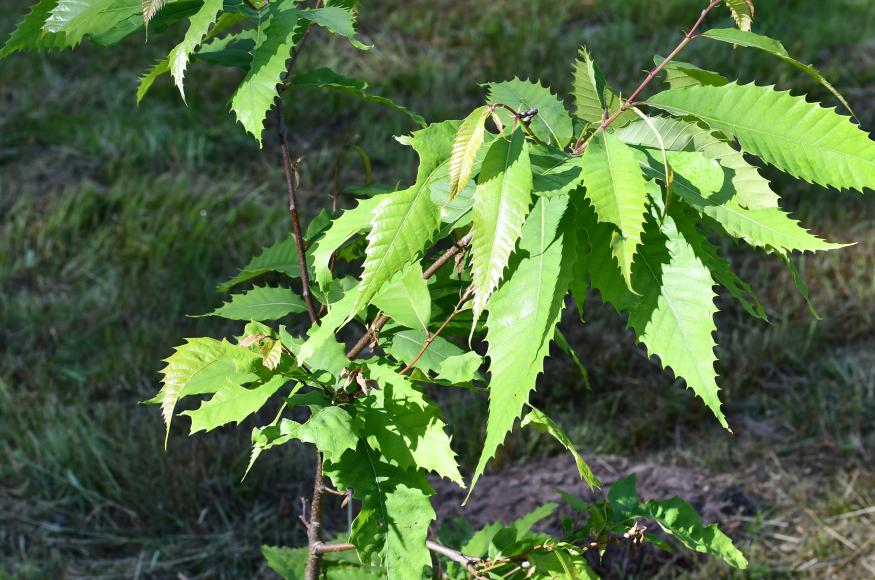 Chestnut tree seedling