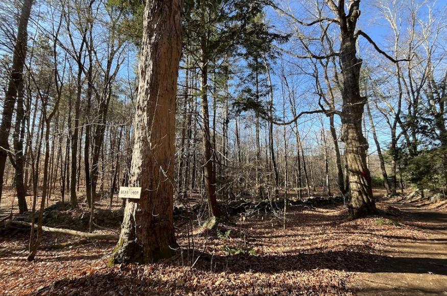 Forest with maple and red pine