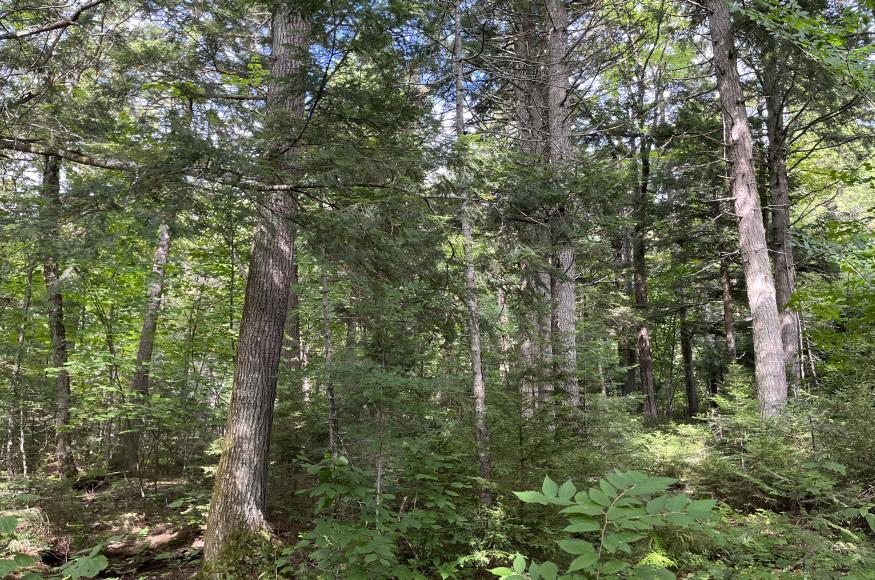 Late succesional mixedwood forest stand with dense advance regeneration
