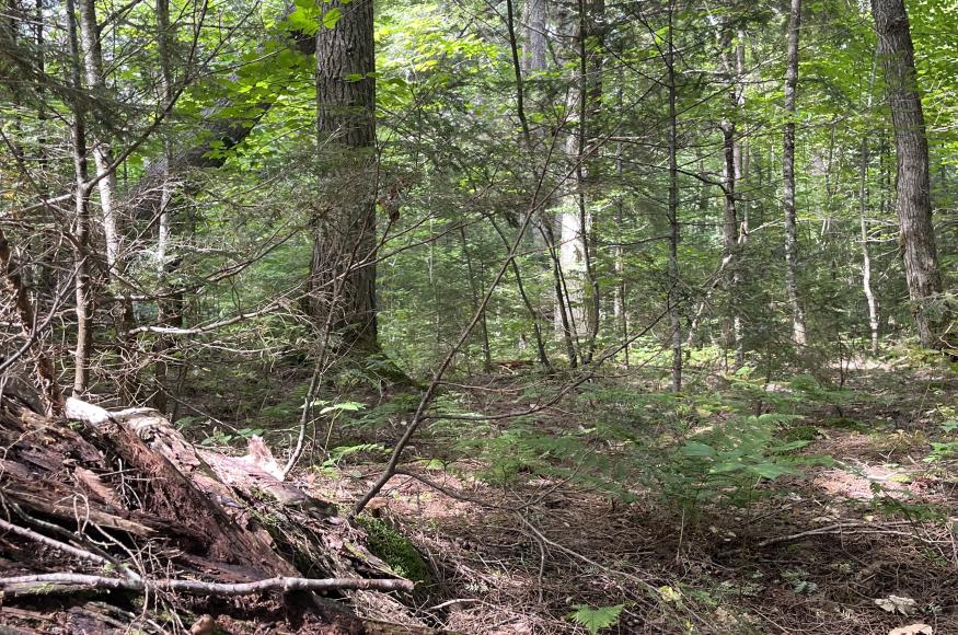 Coarse woody material on the forest floor