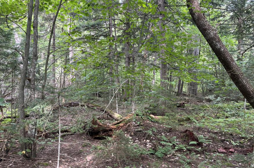 Forest stand with pit-and-mound topography