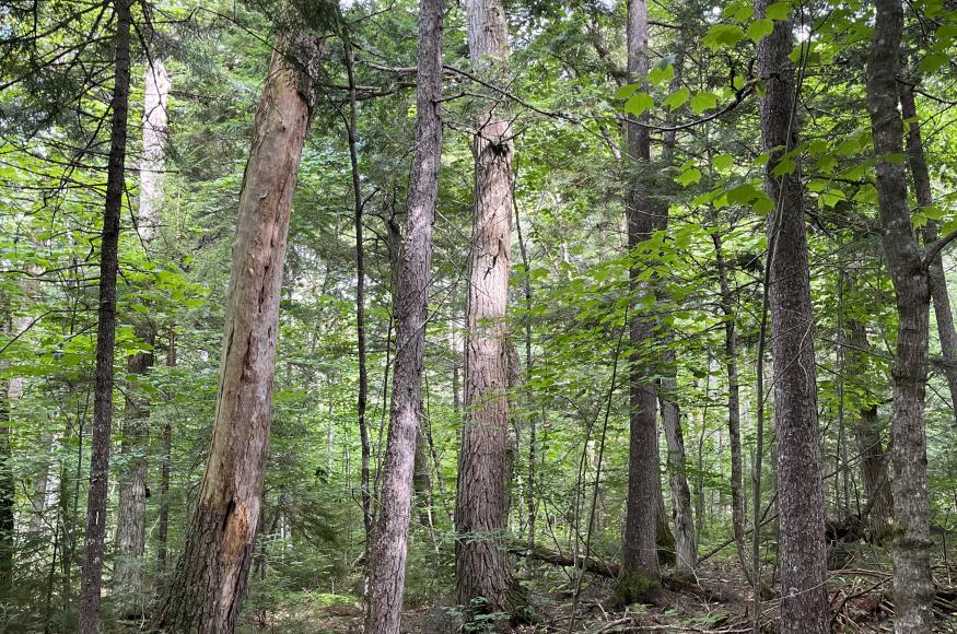 Late succesional mixedwood forest stand