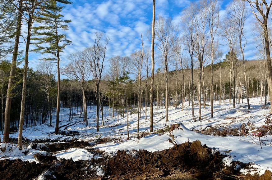 Hardwood stand after a timber harvest