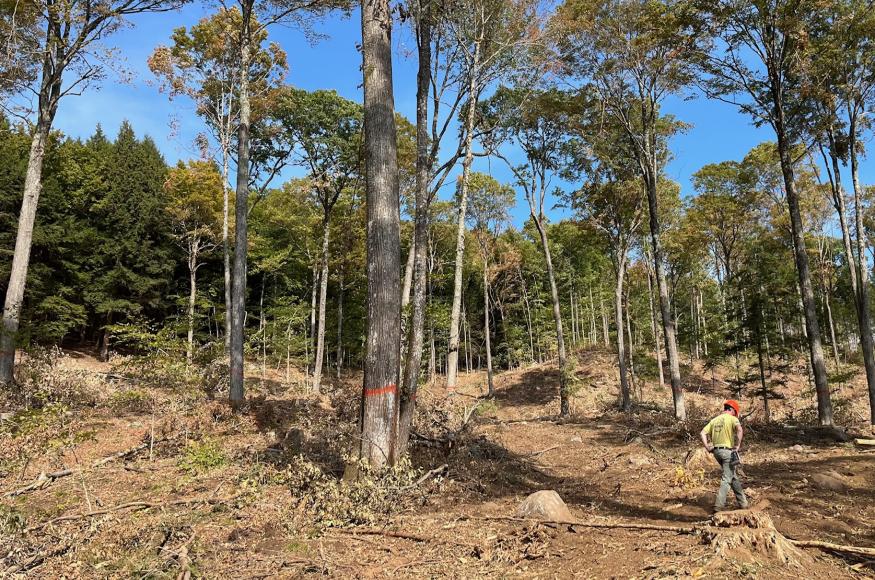 Oak hardwood forest stand after a timber harvest