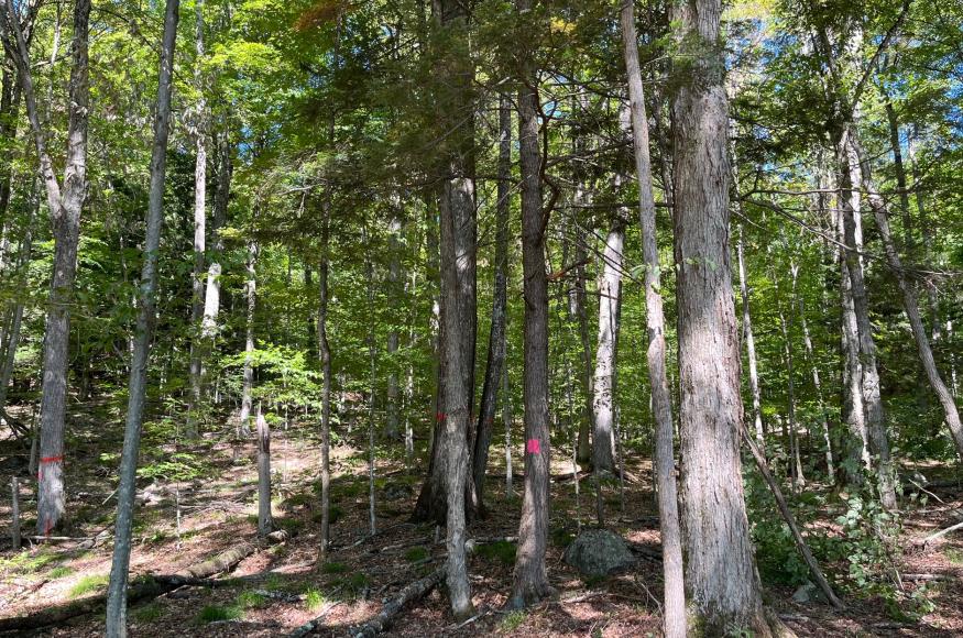Oak hardwood forest stand