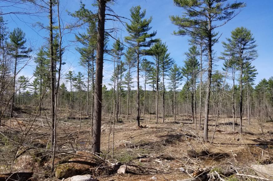 Current Conditions at the PRF. Photo Credit: Mike Hoepting, Canadian Wood Fibre Centre