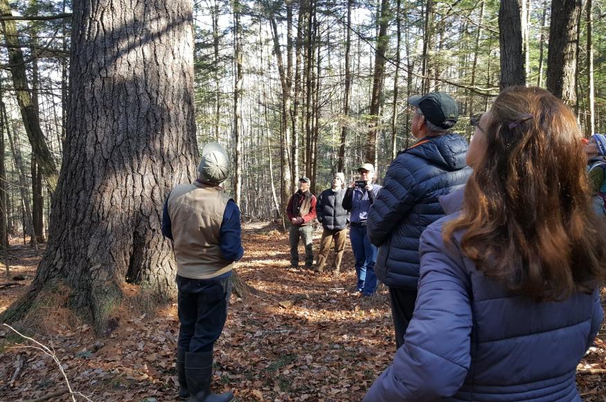 A group of people looking at trees in the forest