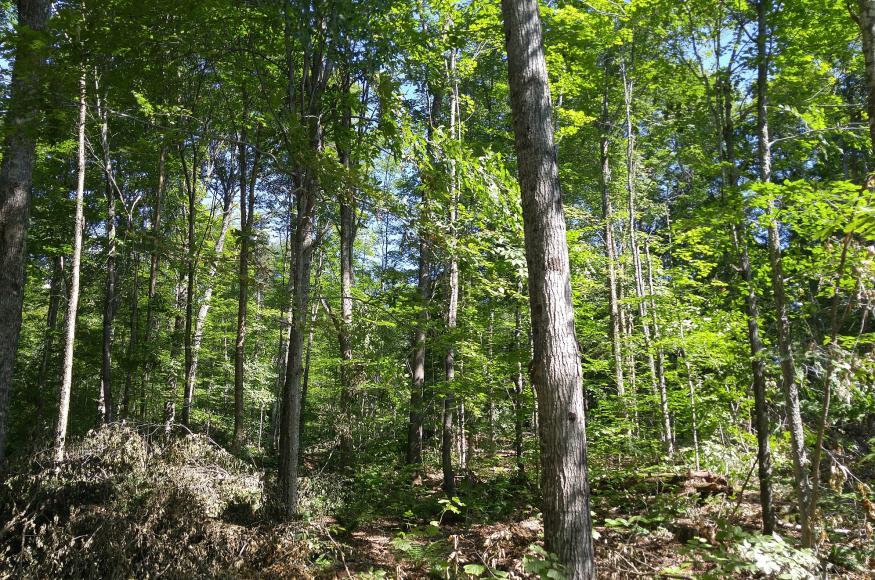 forest