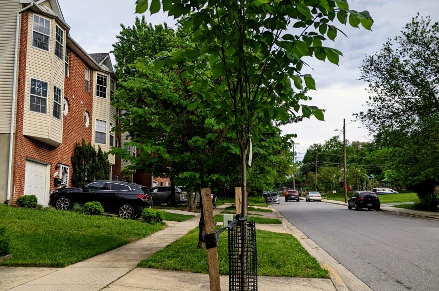 Street tree planting