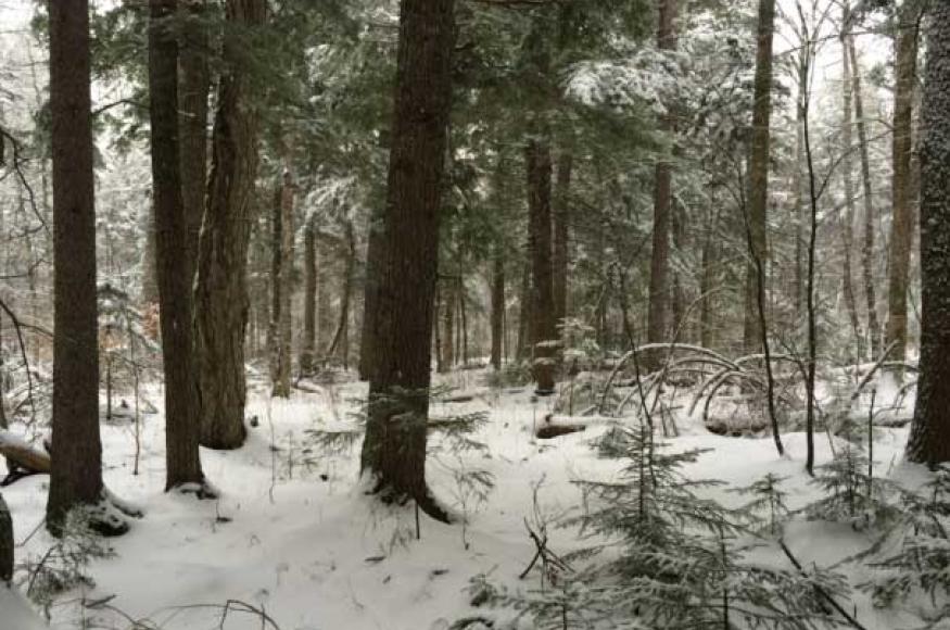 A hemlock forest with light snowfall