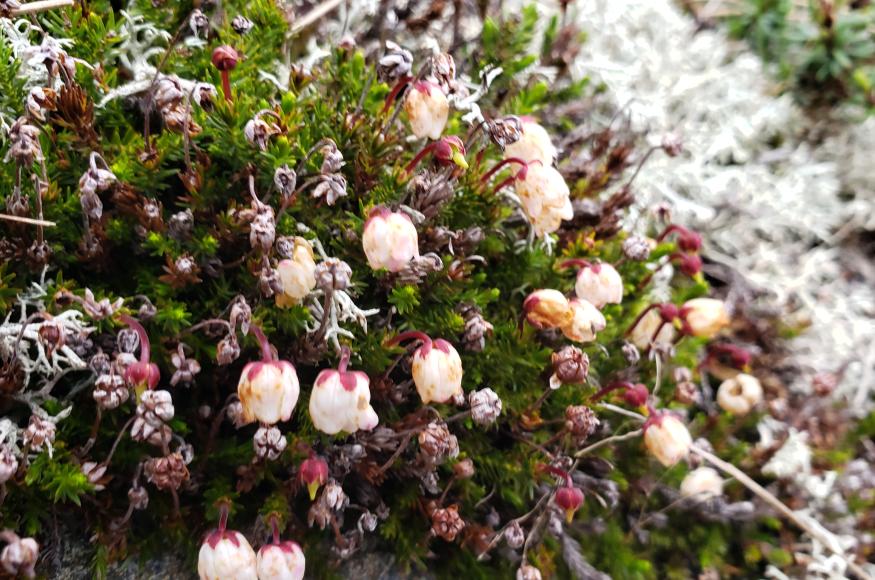 Moss-plant within the Alpine Garden of Mt. Washington 