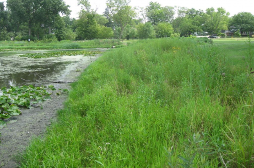 native plant-dominated detention basin