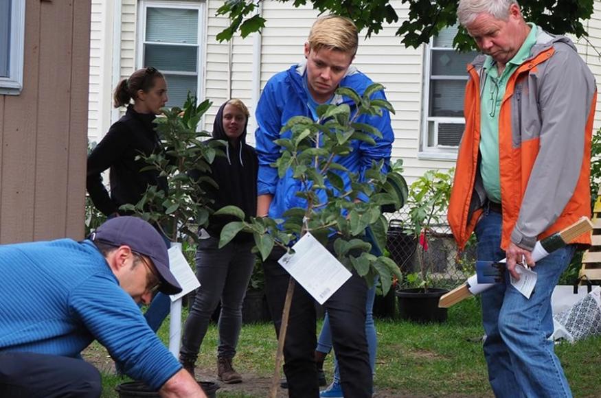 A tree being planted