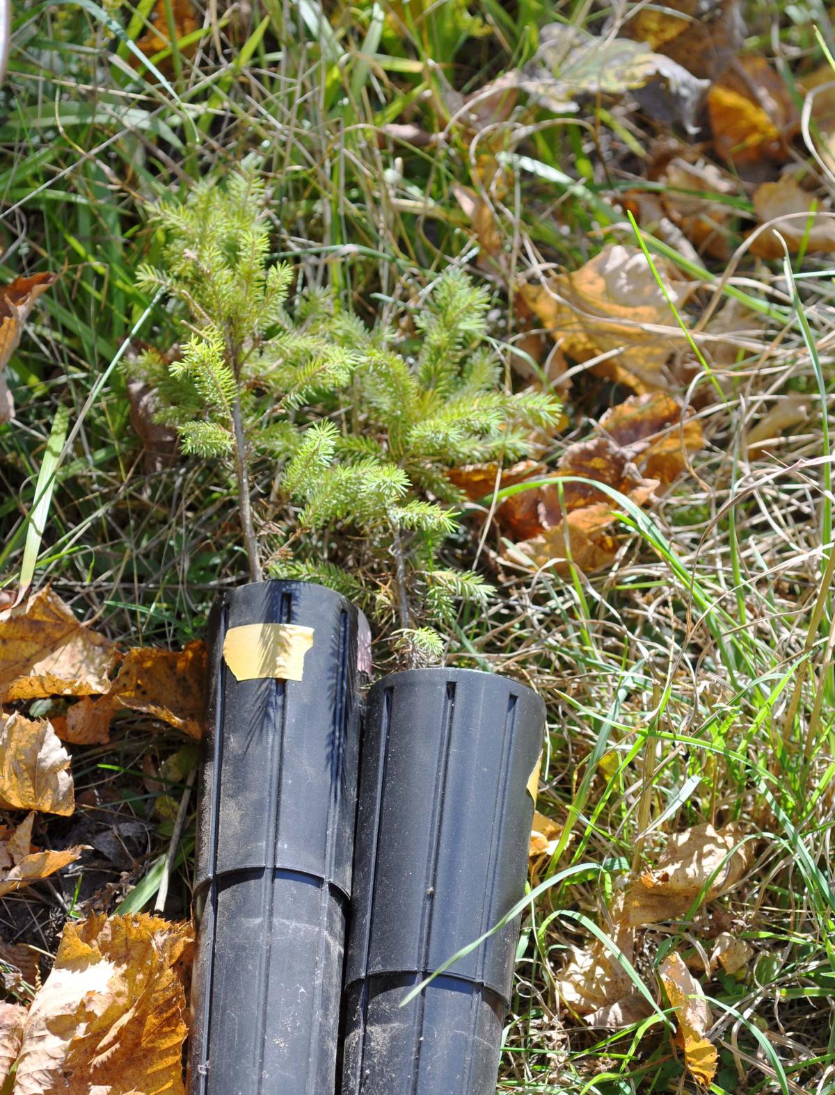 A photograph of two seedlings in tubes laying on the forest floor.